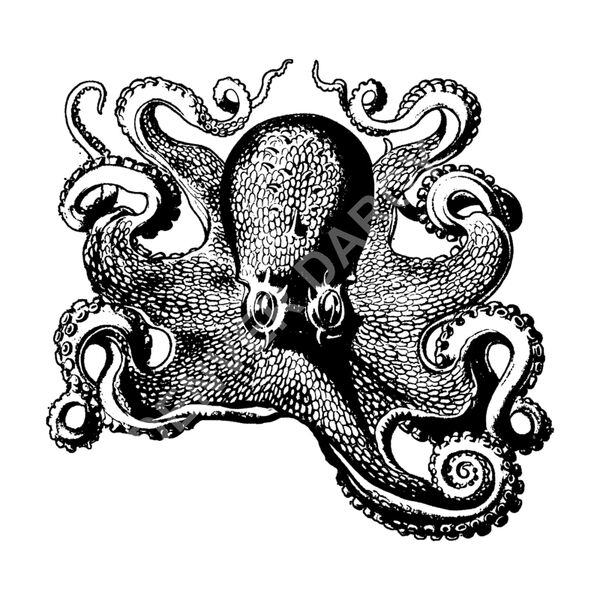 Ambulant Octopus Thumbnail